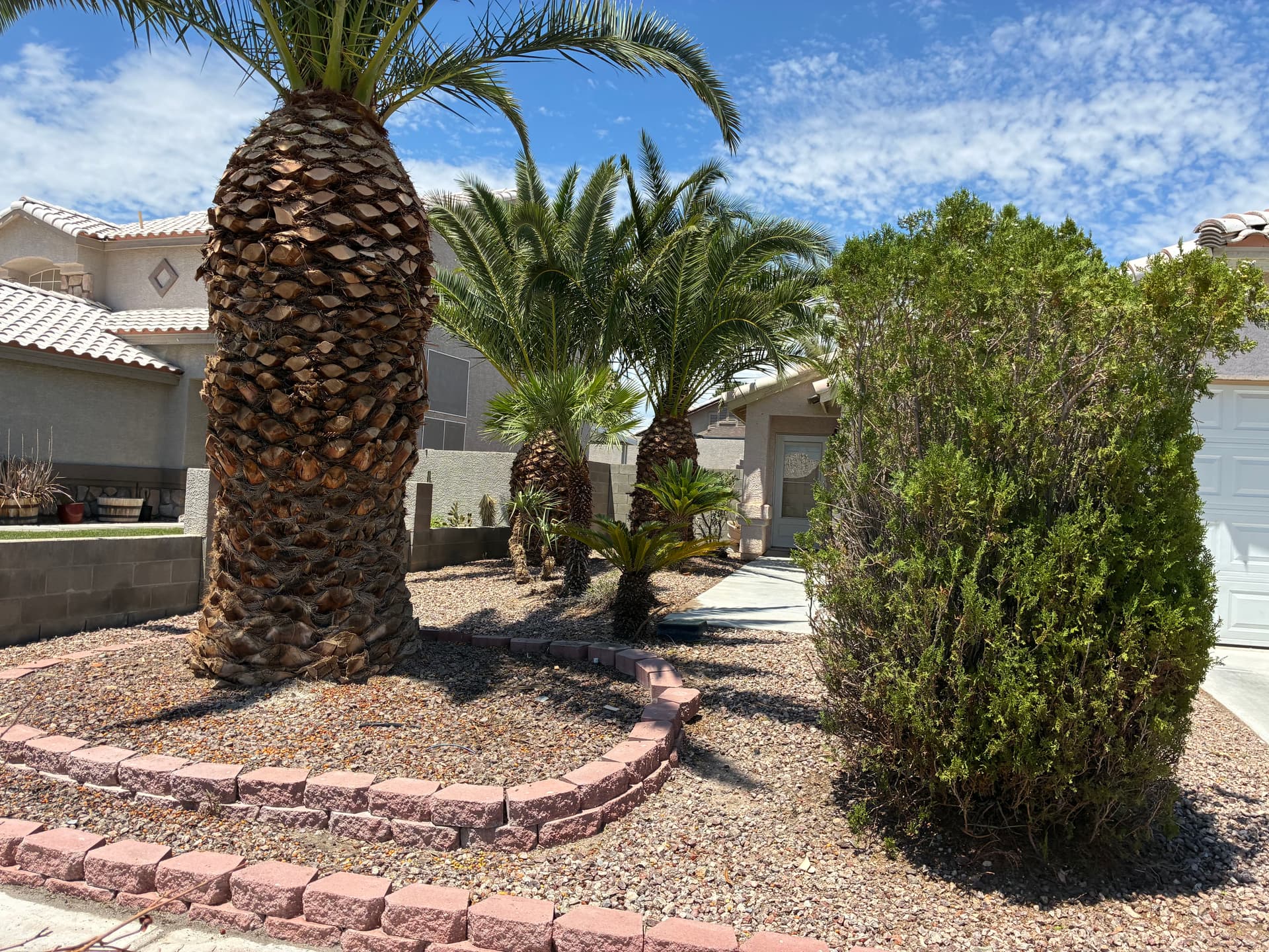 Gallery photos for Palm Tree and Shrub Trimming That Brought Back the Curb Appeal: Image #7