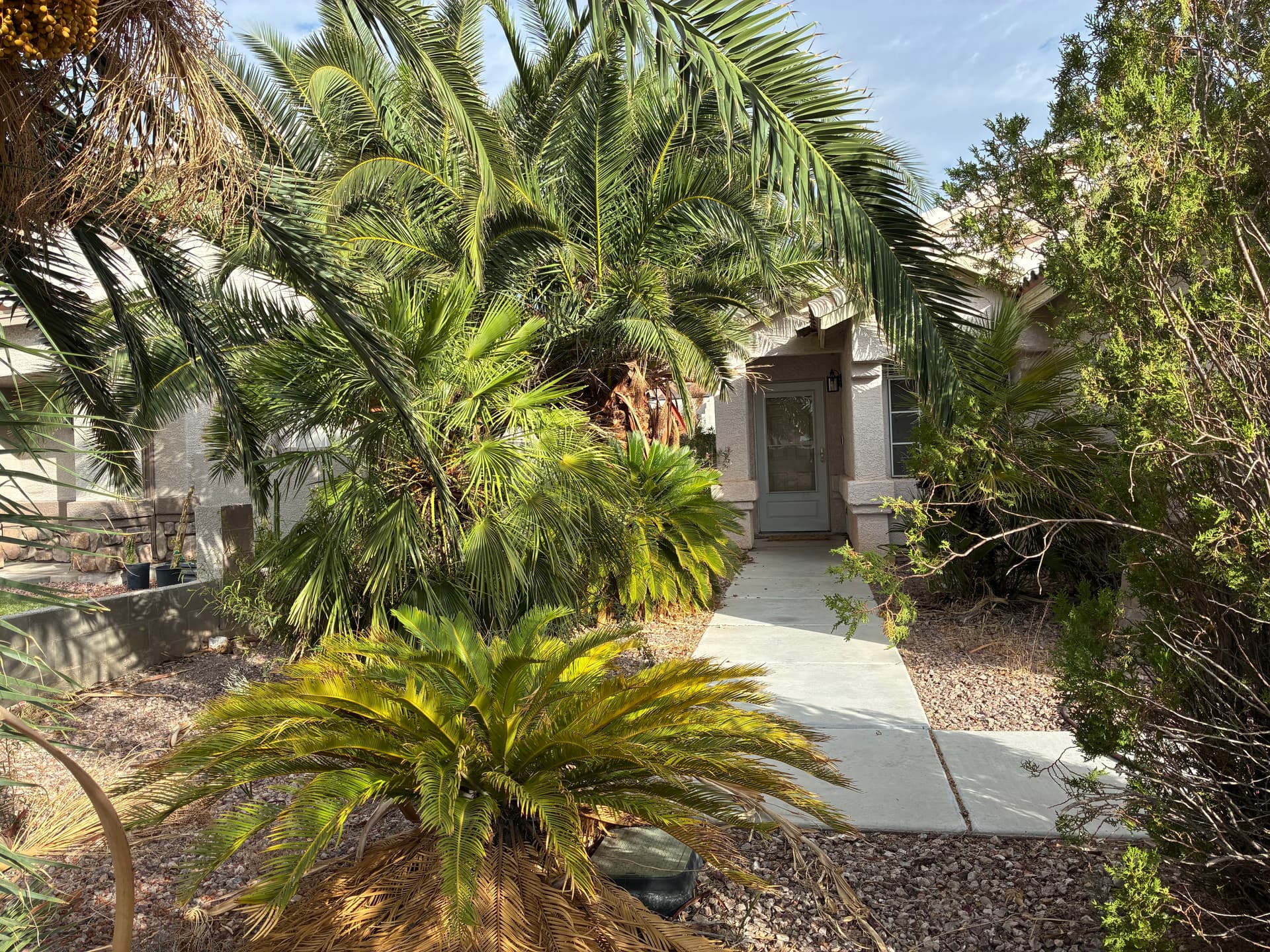 Gallery photos for Palm Tree and Shrub Trimming That Brought Back the Curb Appeal: Image #2