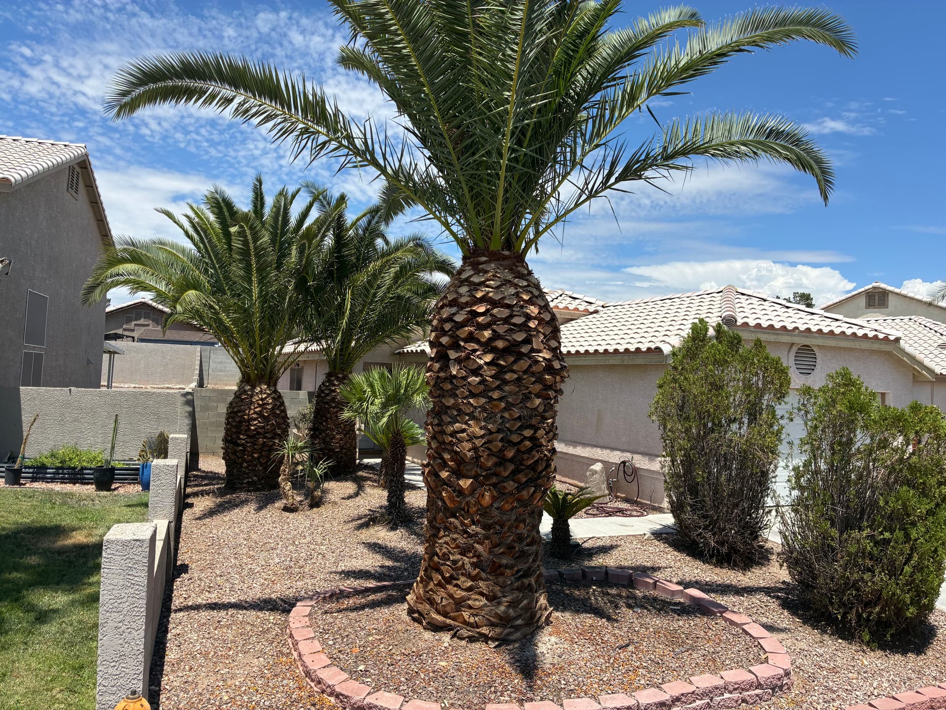 Gallery photos for Palm Tree and Shrub Trimming That Brought Back the Curb Appeal: Image #5
