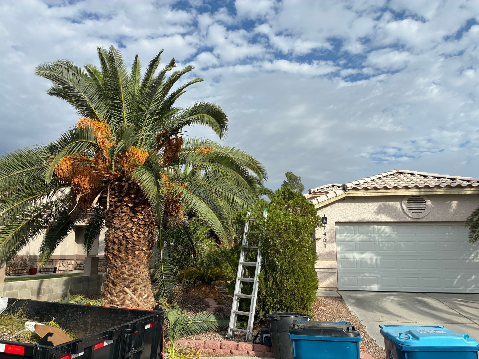 Gallery photos for Palm Tree and Shrub Trimming That Brought Back the Curb Appeal: Image #3