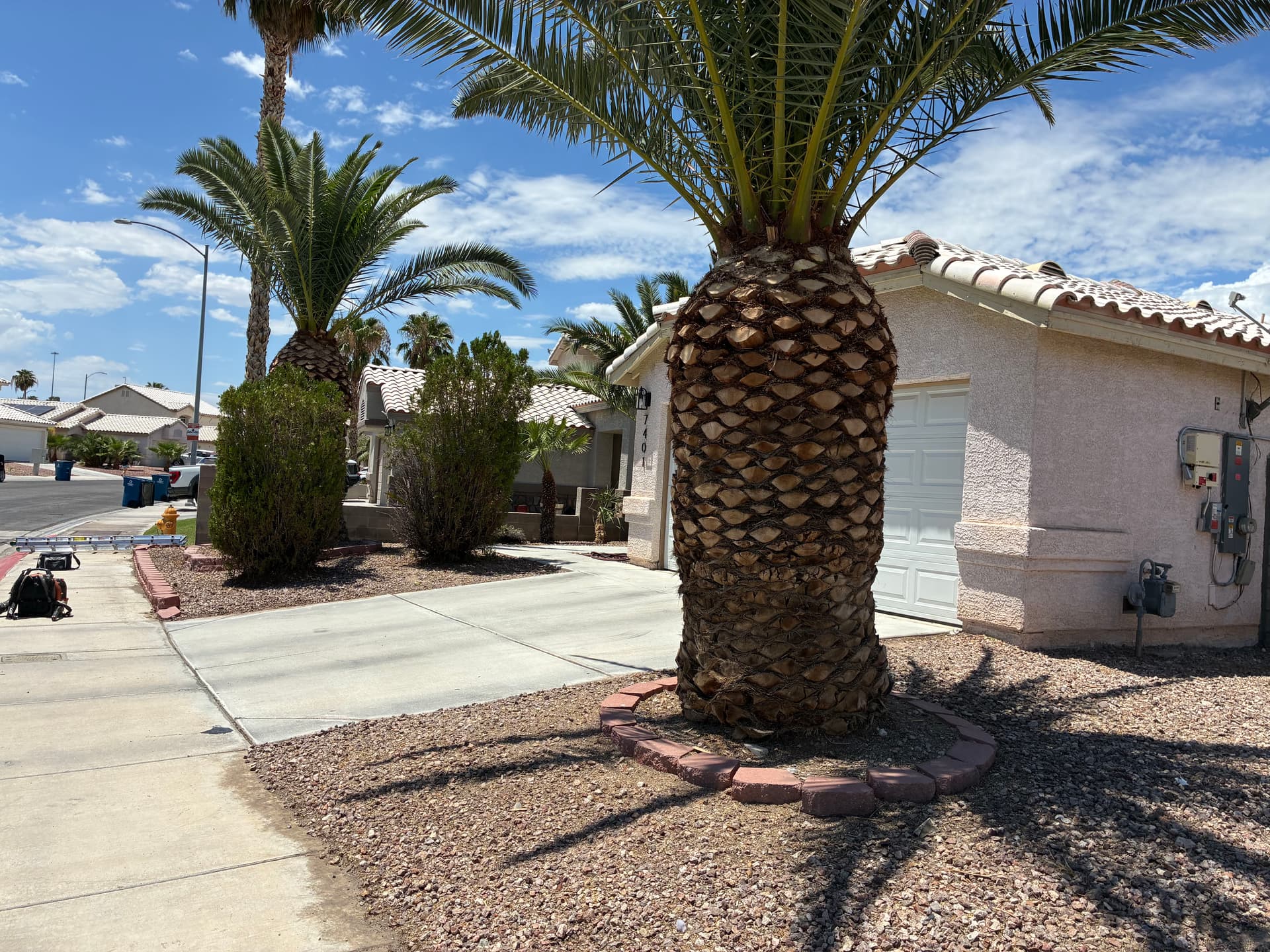 Gallery photos for Palm Tree and Shrub Trimming That Brought Back the Curb Appeal: Image #9