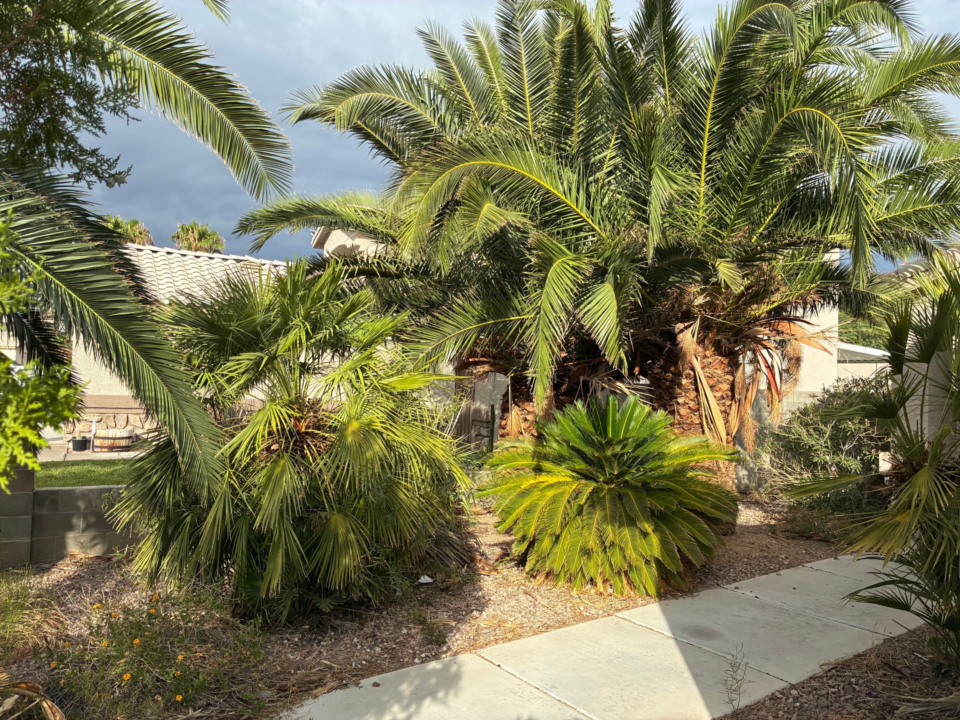 Gallery photos for Palm Tree and Shrub Trimming That Brought Back the Curb Appeal: Image #1