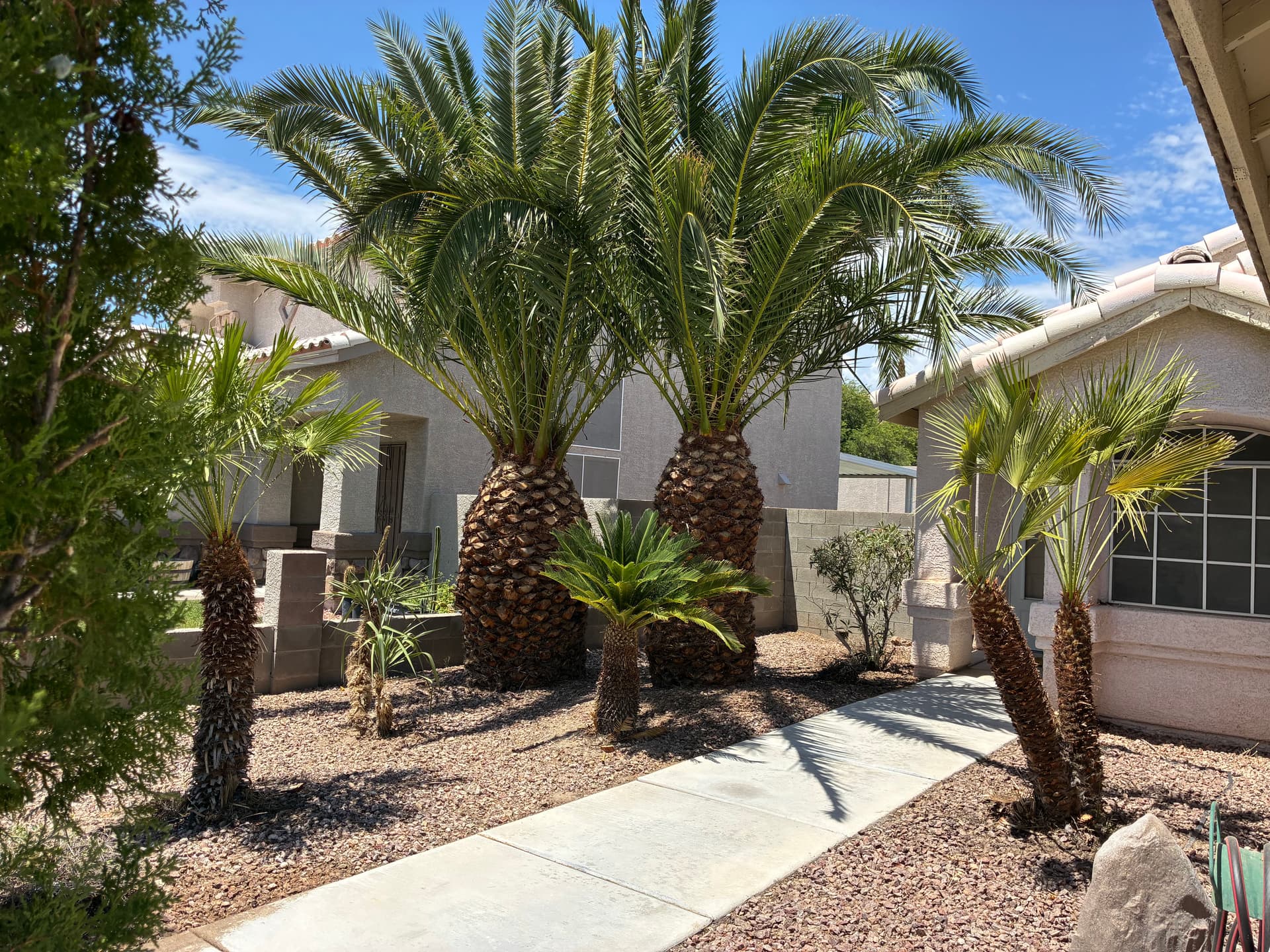 Gallery photos for Palm Tree and Shrub Trimming That Brought Back the Curb Appeal: Image #8