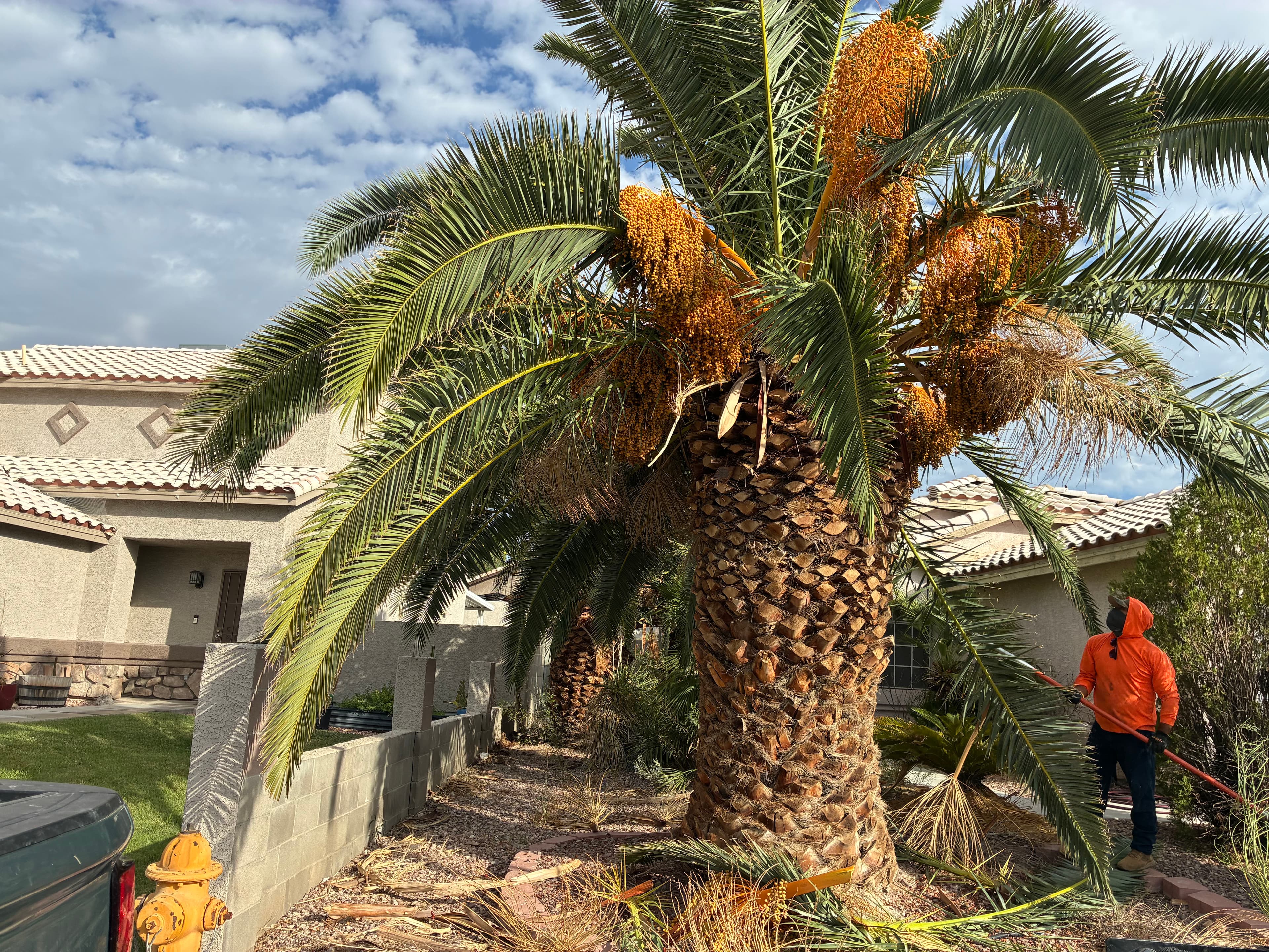 Project Palm Tree and Shrub Trimming That Brought Back the Curb Appeal image