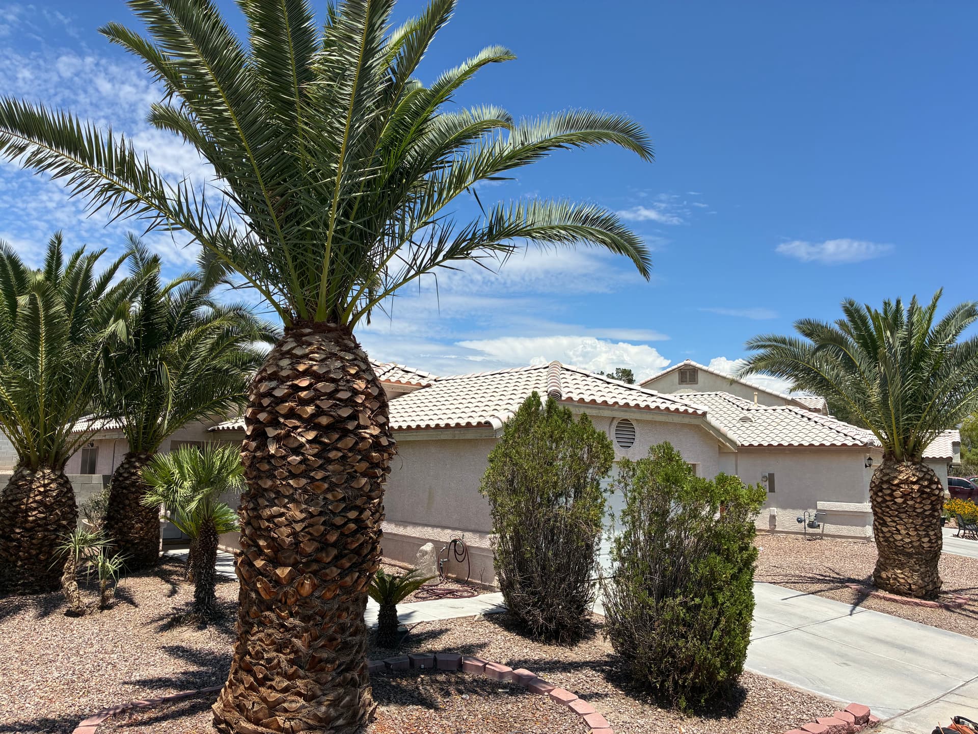 Gallery photos for Palm Tree and Shrub Trimming That Brought Back the Curb Appeal: Image #6