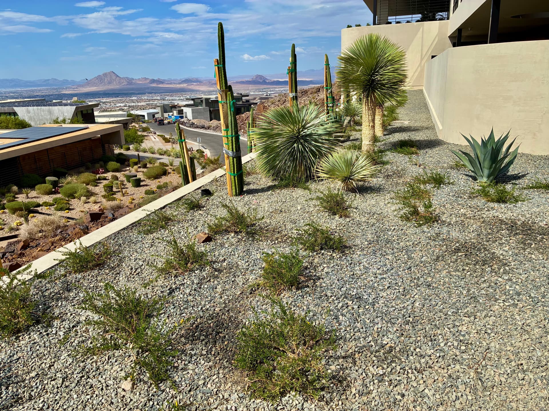 Gallery photos for Desert Landscape Design and Lighting at MacDonald Highlands: Image #9