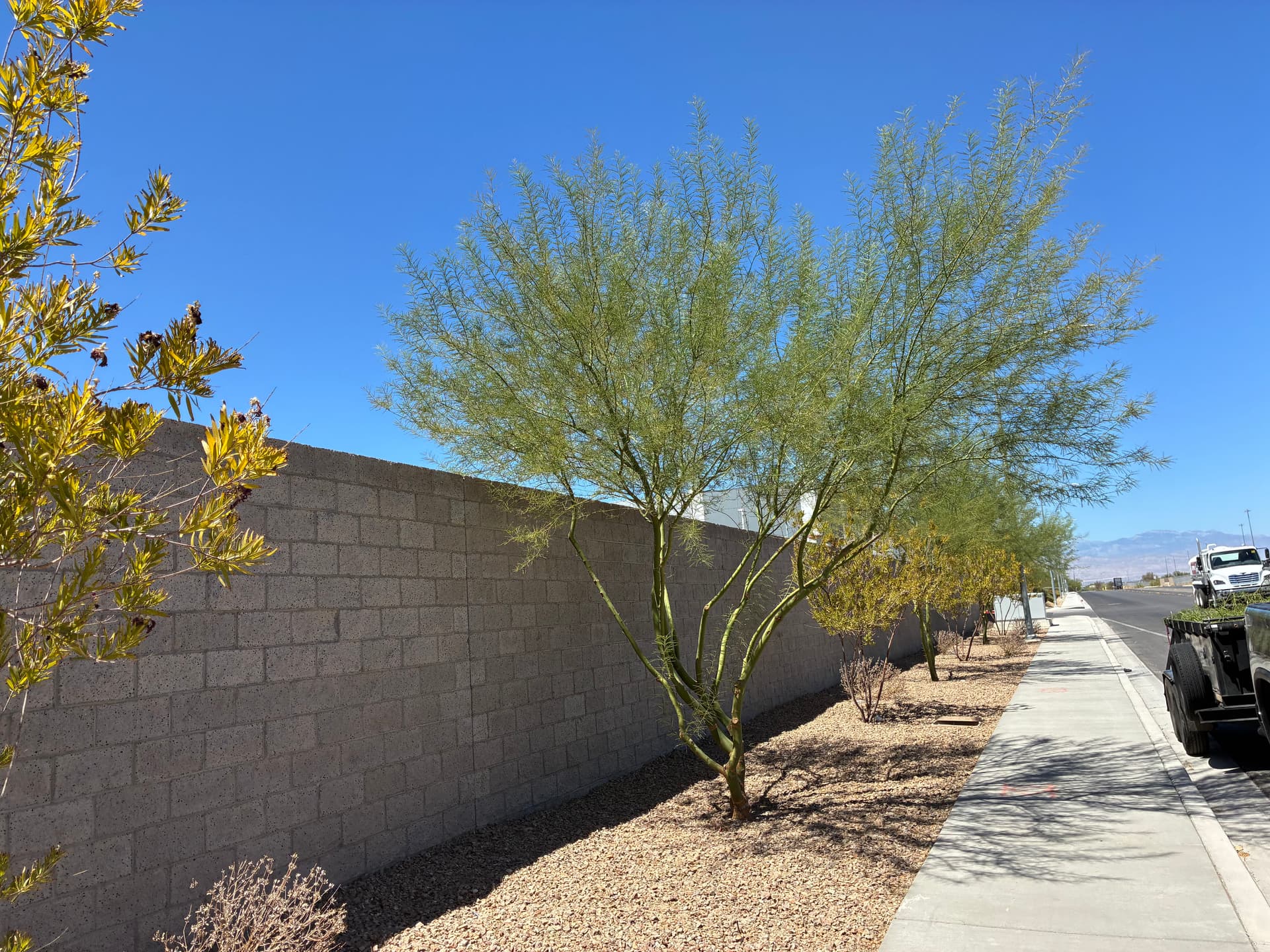 Gallery photos for Commercial Tree Trimming and Landscape Care in North Las Vegas: Image #6