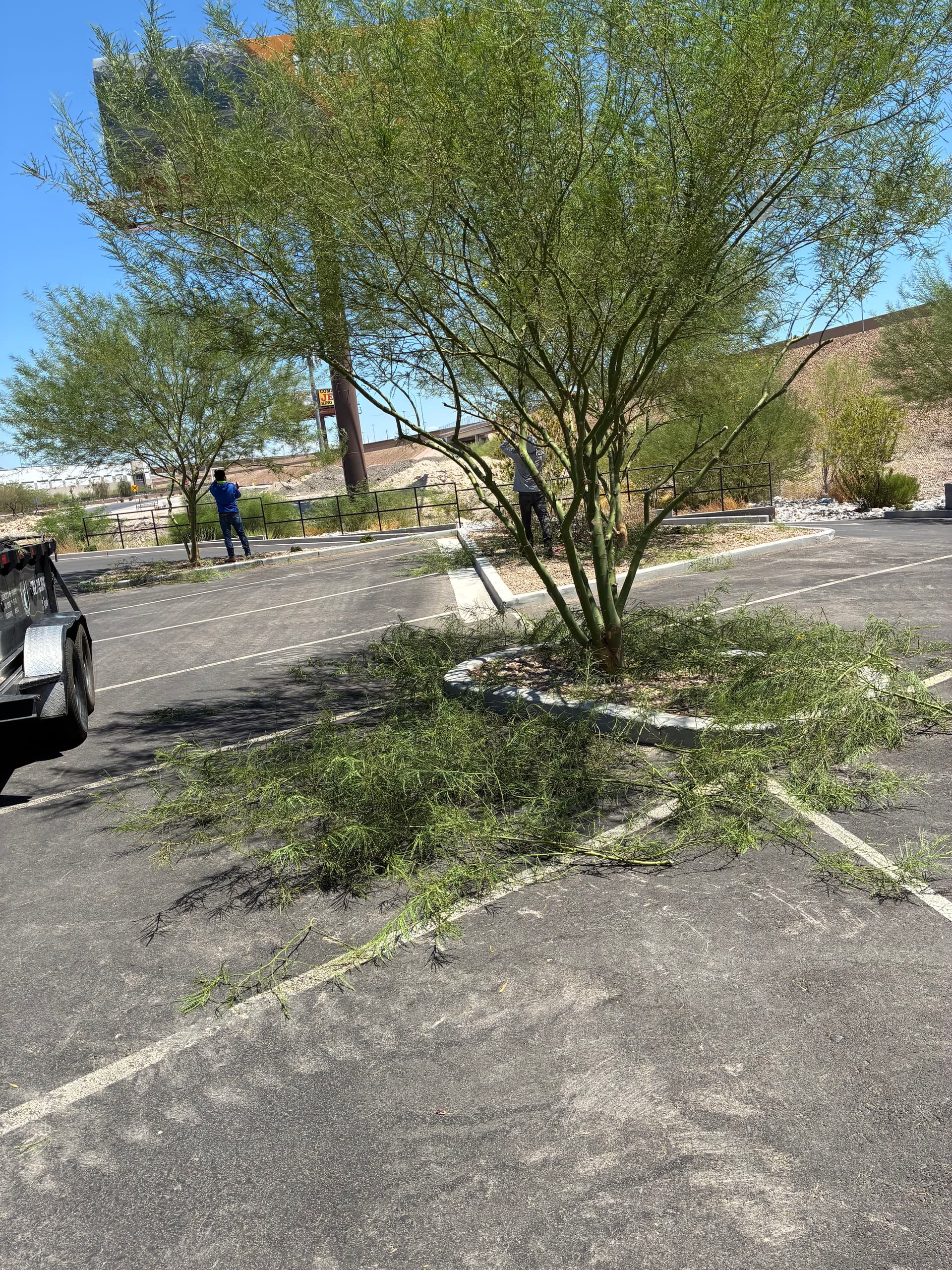 Commercial Tree Trimming and Landscape Care in North Las Vegas image