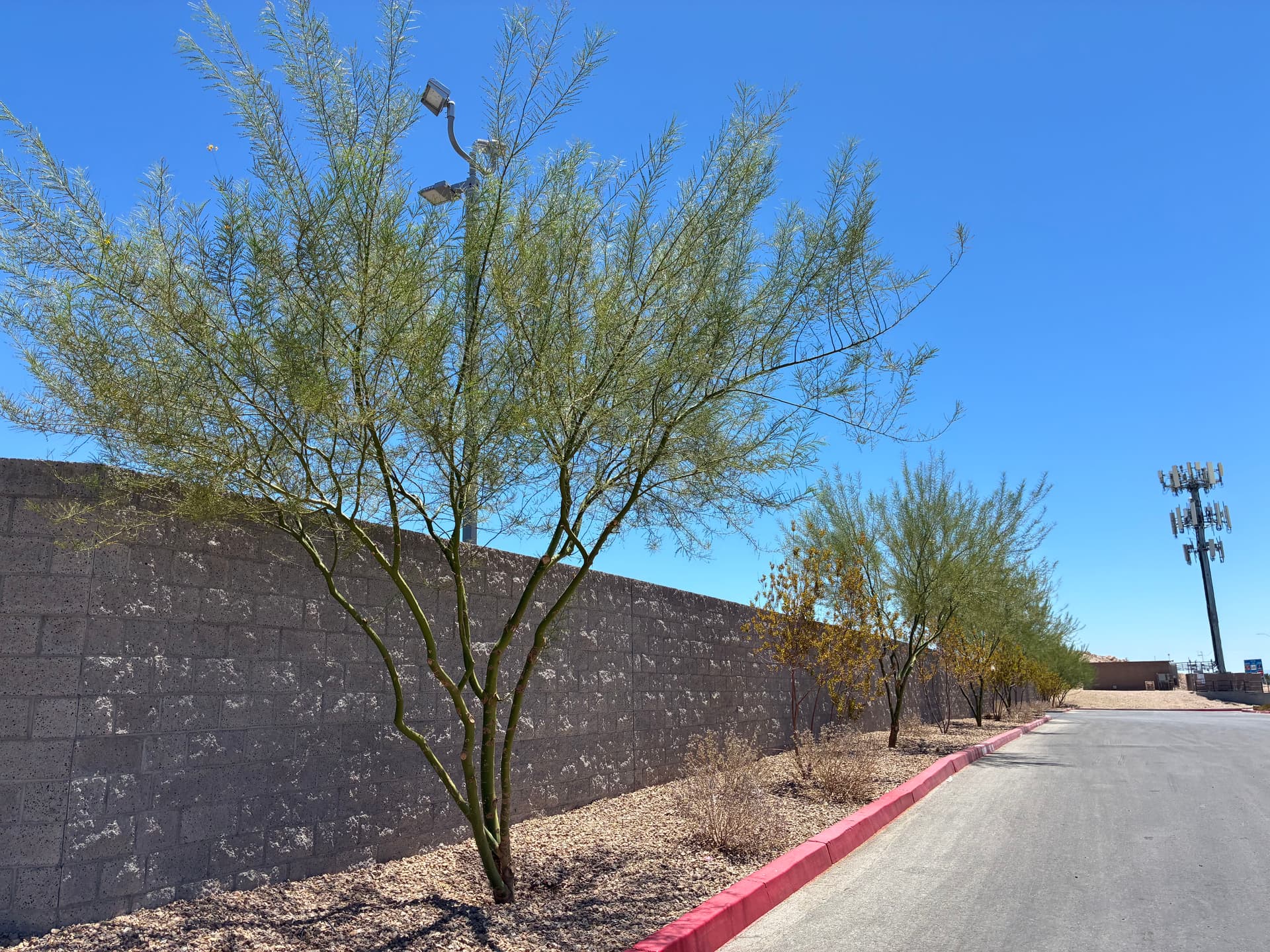 Gallery photos for Commercial Tree Trimming and Landscape Care in North Las Vegas: Image #7