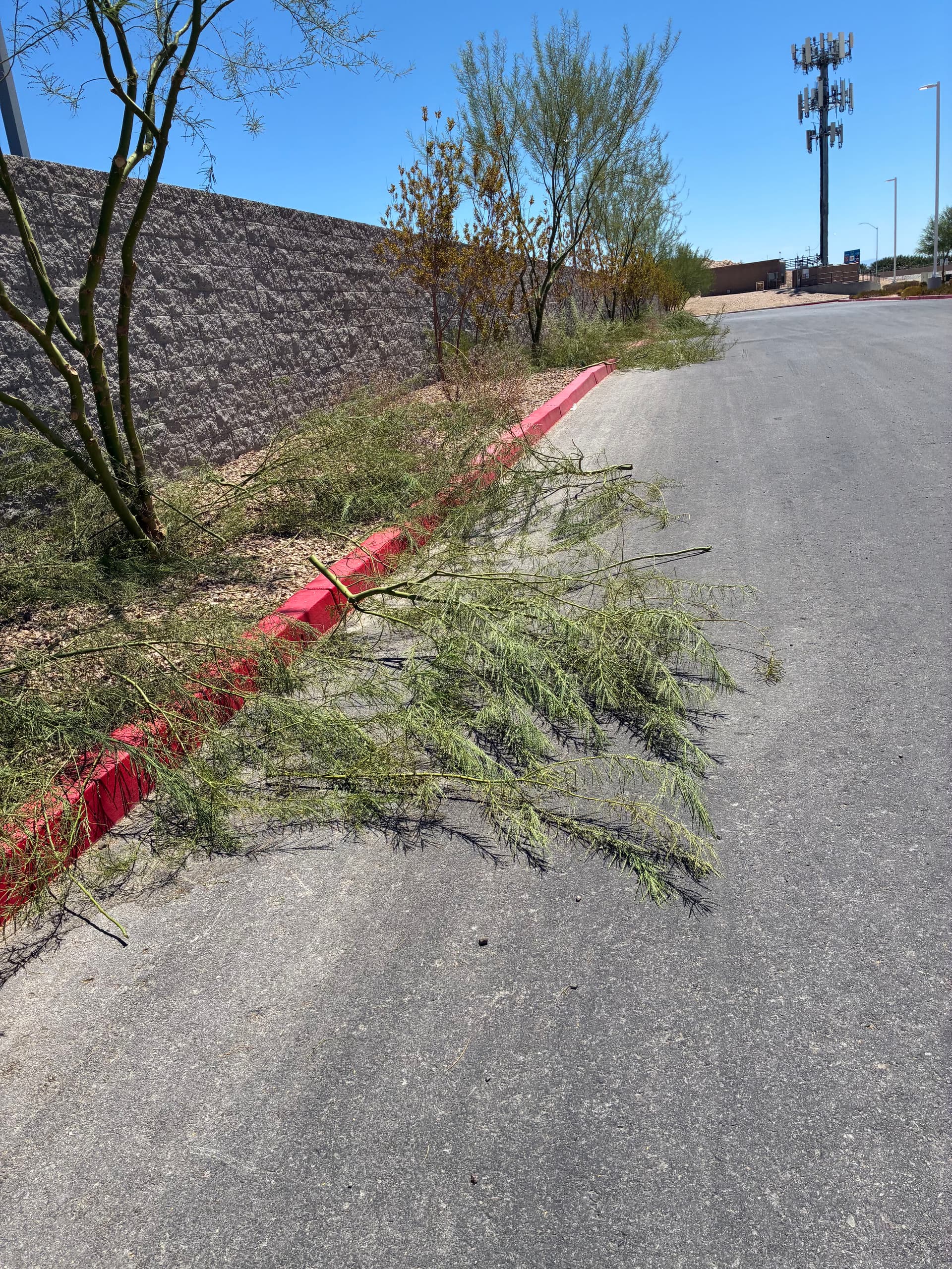Gallery photos for Commercial Tree Trimming and Landscape Care in North Las Vegas: Image #4