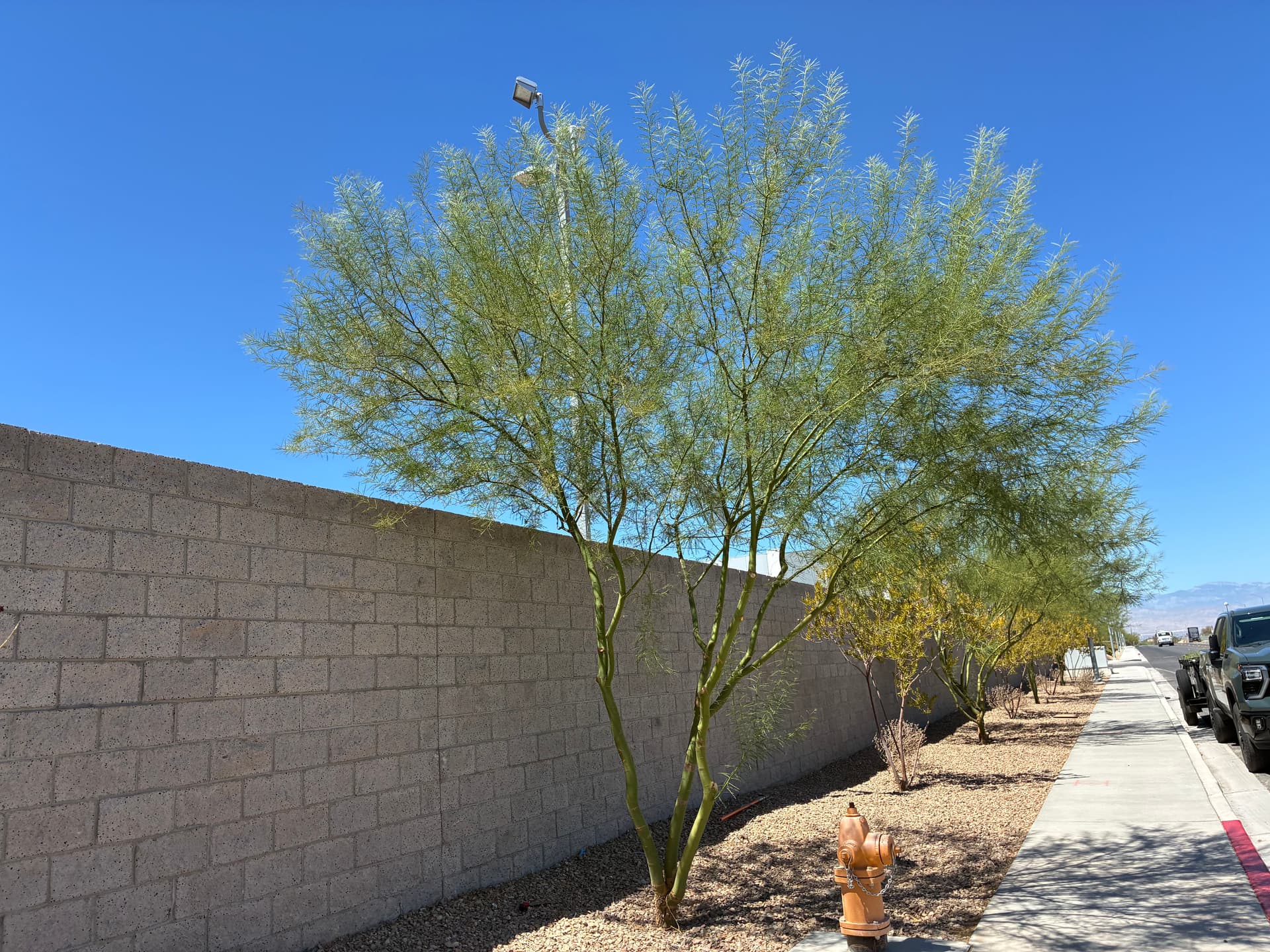 Gallery photos for Commercial Tree Trimming and Landscape Care in North Las Vegas: Image #5