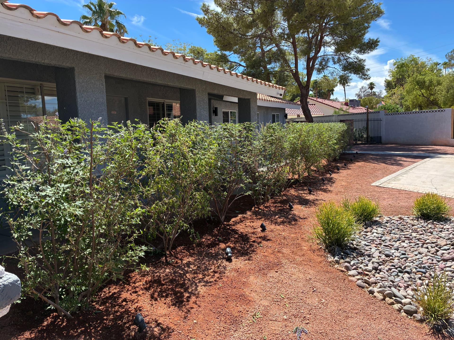 Gallery photos for Out With the Old Shrubs, In With Chaste Plants: Image #5