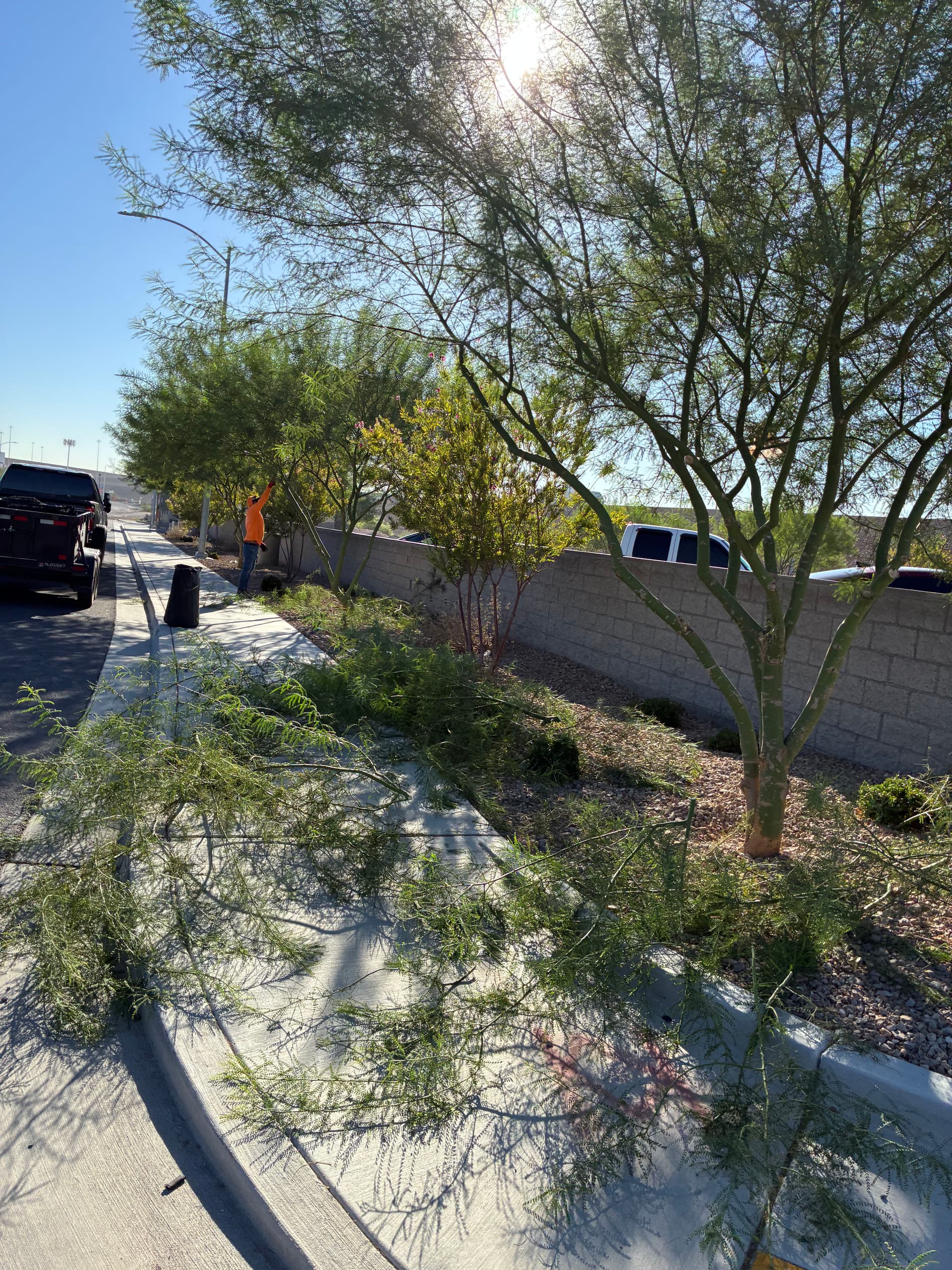 Gallery photos for Commercial Tree Trimming and Landscape Care in North Las Vegas: Image #1